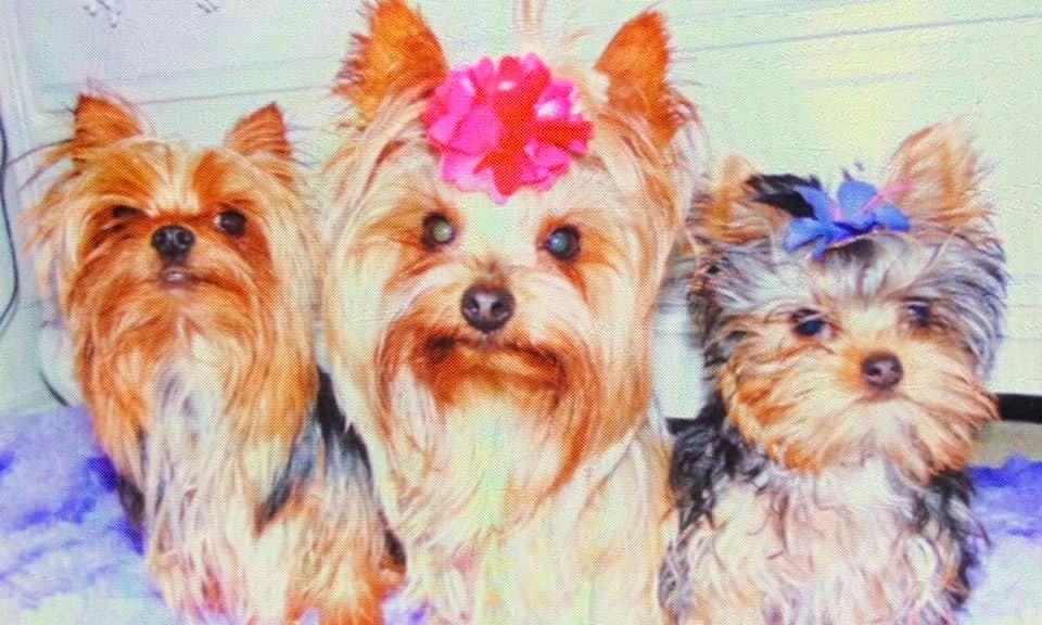 Central Texas Yorkies